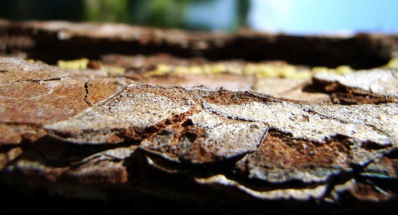 Verandering van hout qua kleur en stevigheid.